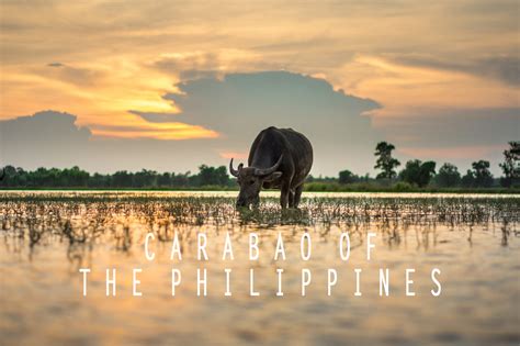Carabao, The Philippines Greatest Ally .